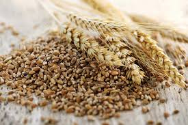 Triticale