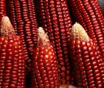 Harvest Direct Grade A Premium Fresh RED Maize - Large (5kg) - Pack