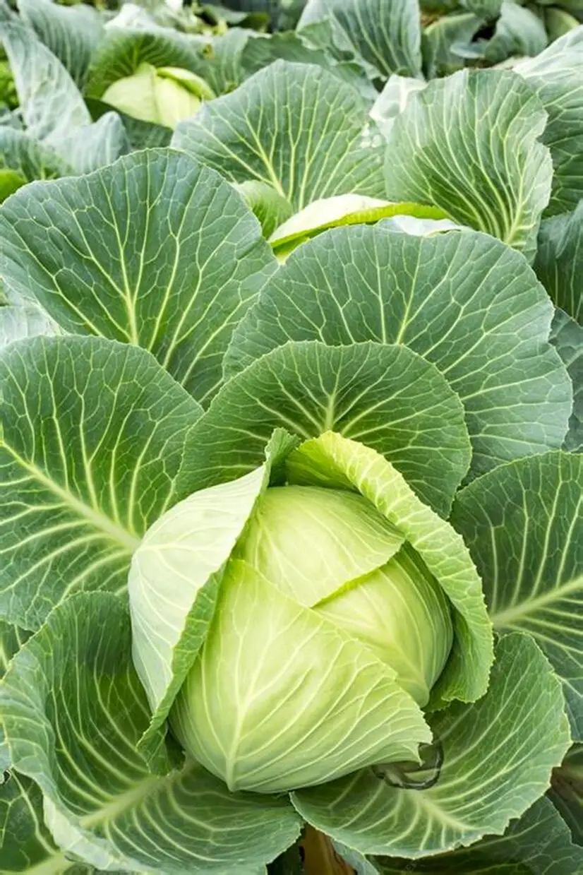 Farm Fresh Organic Premium Farm Fresh Green Cabbage - Small (250g)