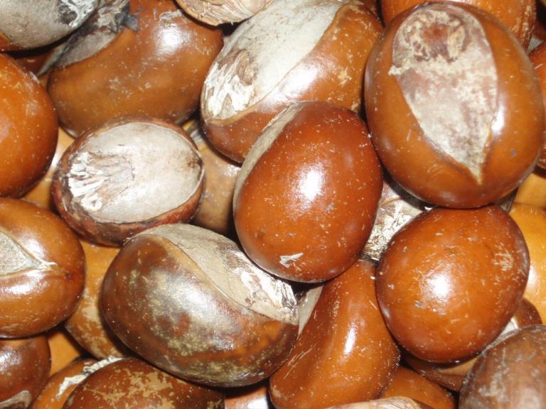 Farm Fresh Organic Fresh Raw Shea Nuts - Small (250g)