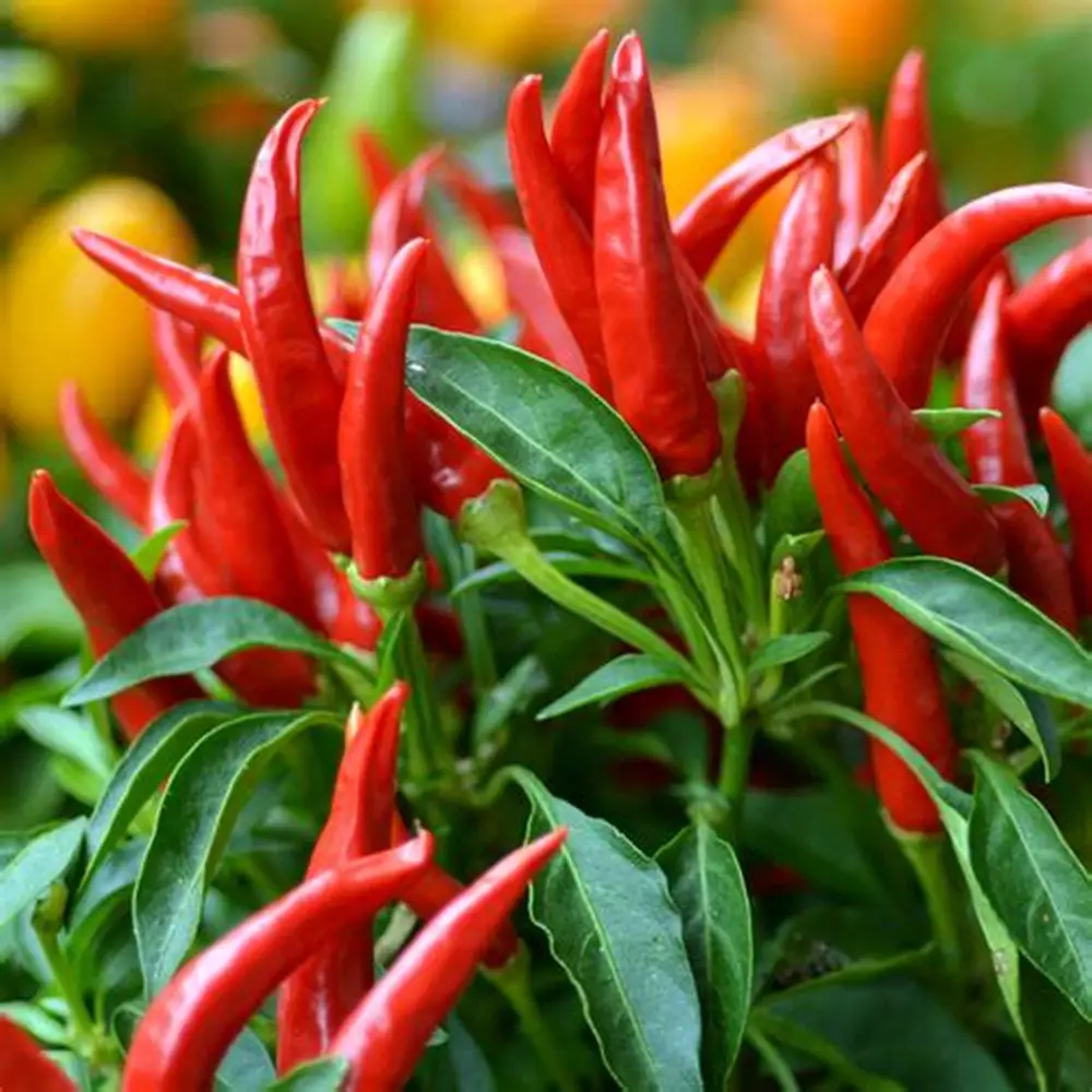 Fire Fresh Organic Farm Fresh Bird's Eye Chillies - Small (250g) - Bundle