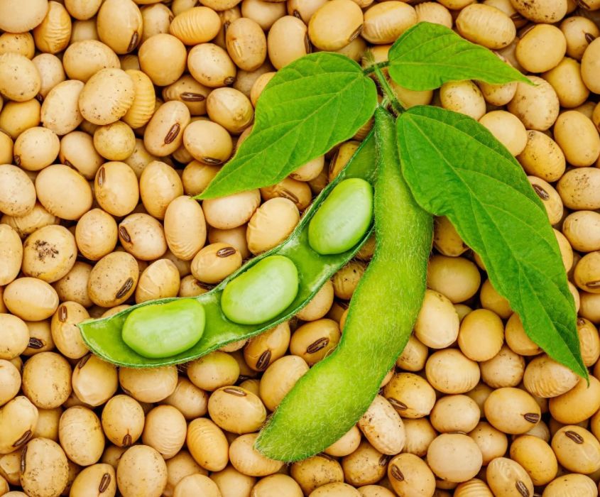 FarmMaster Grade A Premium Organic Raw Soybeans - Small (250g)