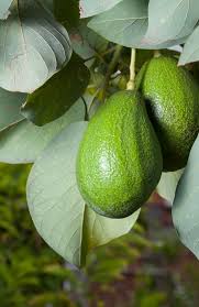 Nature Fresh Organic Premium Farm Fresh Avocado - Small (500g) - Box