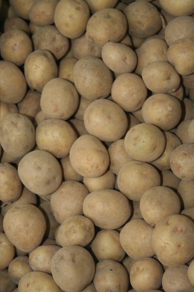 Harvest Direct Organic Dried Fresh Irish Potatoes - Extra Large (2kg)