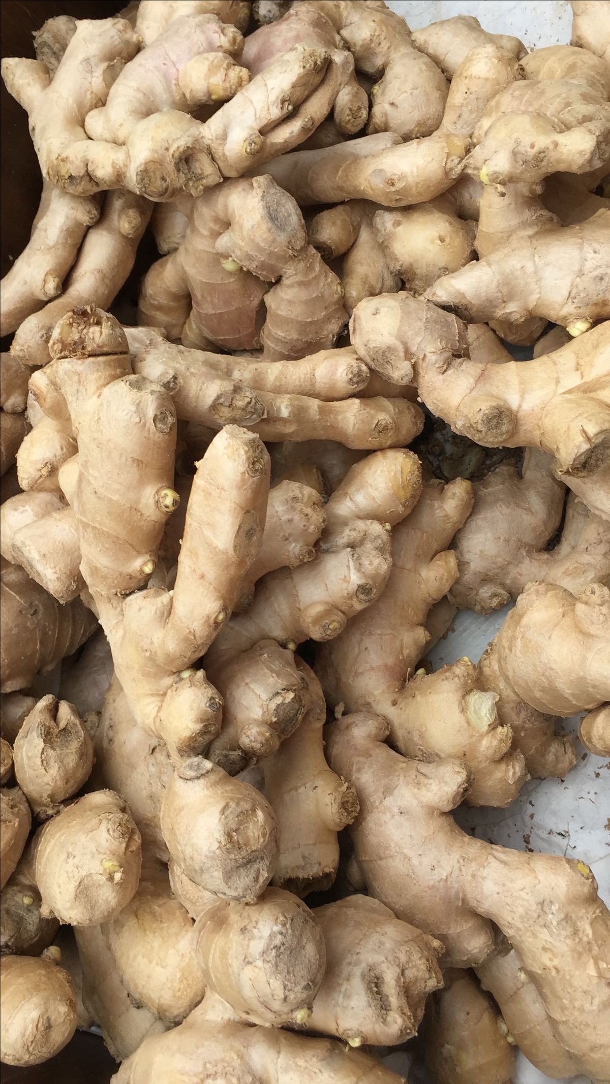 Harvest Direct Grade A Fresh Fresh Ginger - Extra Large (2kg)