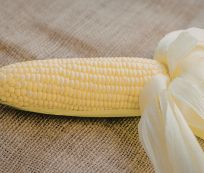 Farm Source Commercial Grade Premium White Maize - Jumbo (25kg) - Sack