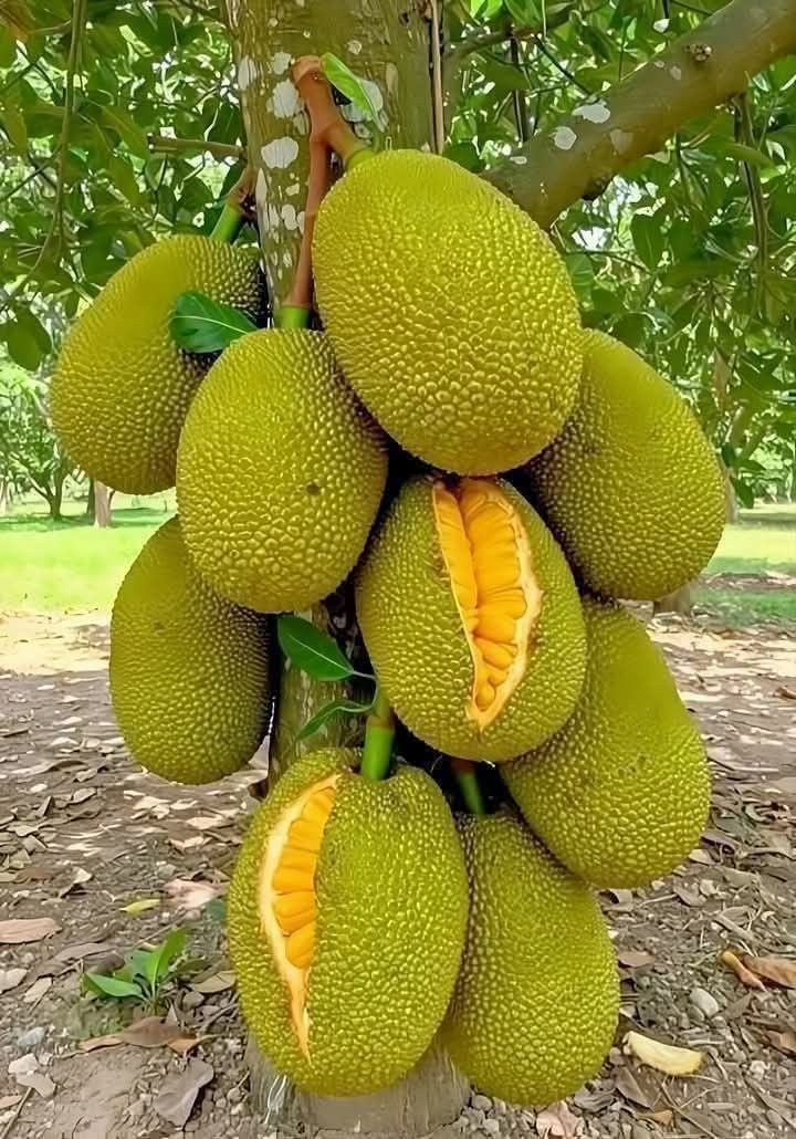 Premium Produce Grade A Premium Organic Fresh Jackfruit - Large (1kg)