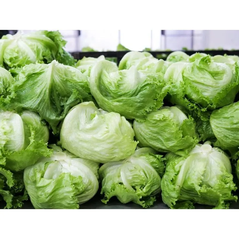 Premium Produce Organic Organic Iceberg Lettuce - Large (1kg)
