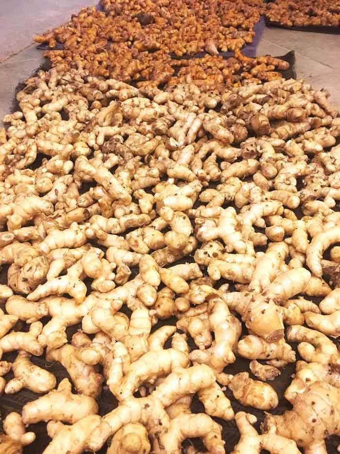 Harvest Direct Grade A Farm Fresh Fresh Ginger - Medium (500g)