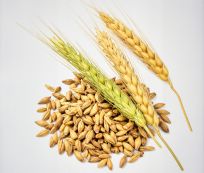 Organic Organic Pearl Barley - Small (250g)