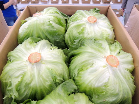 Organic Valley Grade A Premium Farm Fresh Green Cabbage - Small (250g)