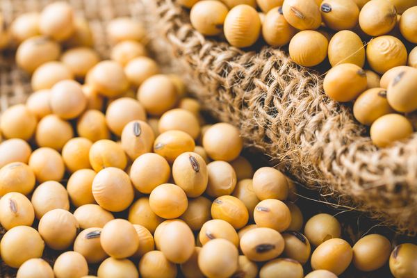 Premium Produce Organic Premium Raw Soybeans - Medium (500g)