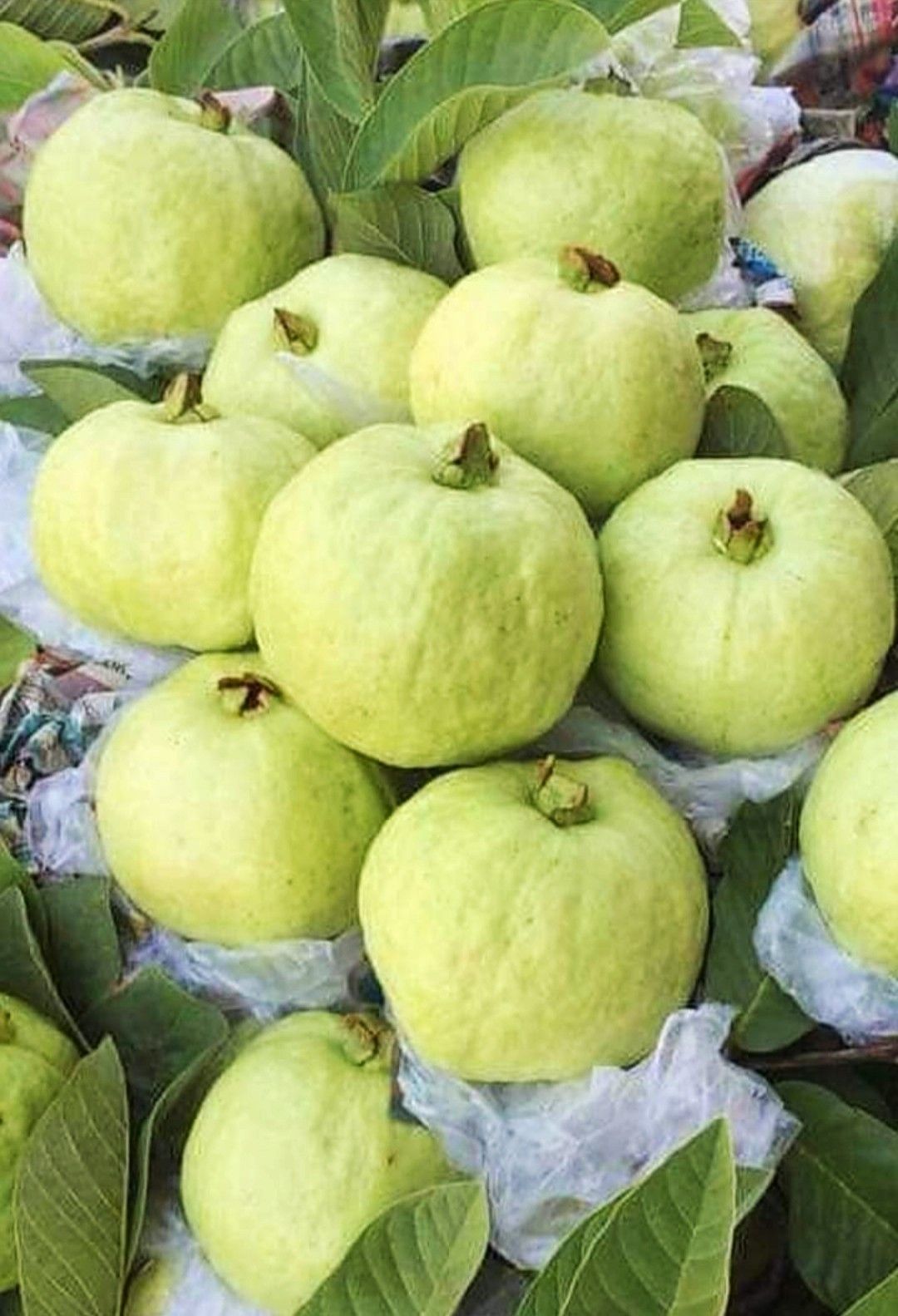 FarmMaster Grade A Fresh Fresh Guava - Small (250g)