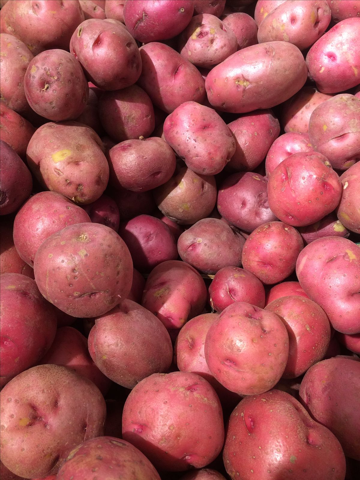 FarmMaster Organic Dried Fresh Irish Potatoes - Large (1kg)