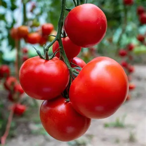 Harvest Direct Organic Farm Fresh Fresh Tomatoes - Large (1kg)