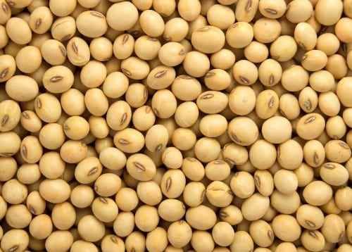 Farm Fresh Grade A Premium Farm Fresh Raw Soybeans - Extra Large (2kg)