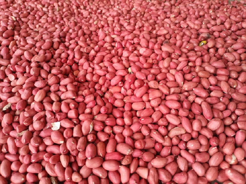 Premium Produce Grade A Dried Raw Groundnuts - Medium (500g)