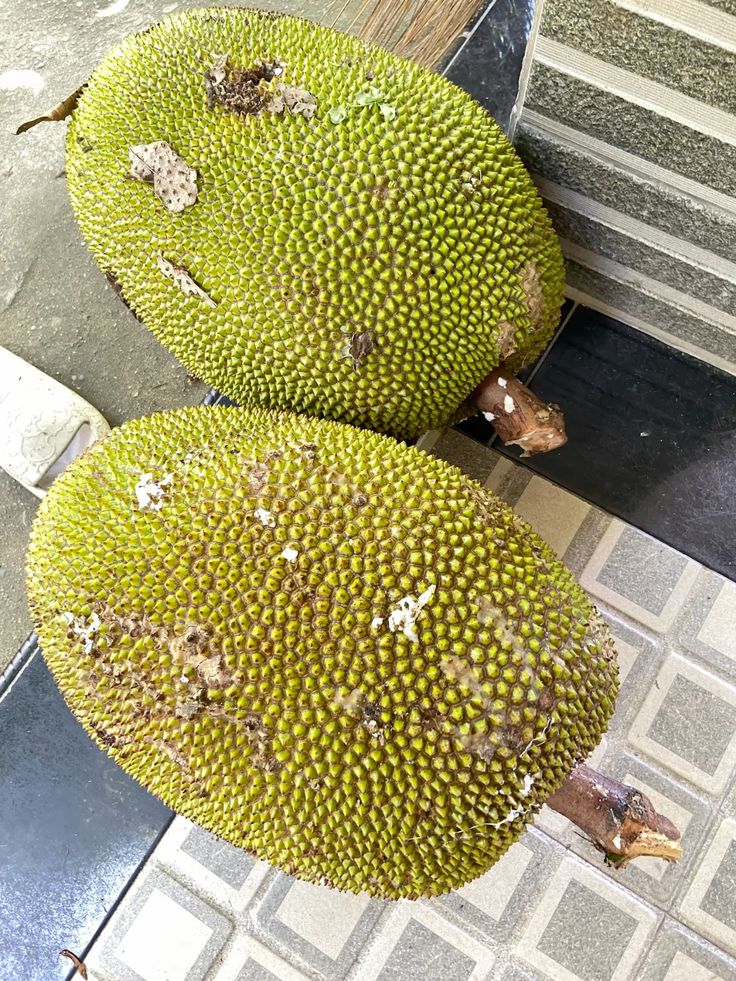 Organic Valley Organic Premium Dried Fresh Jackfruit - Extra Large (2kg)