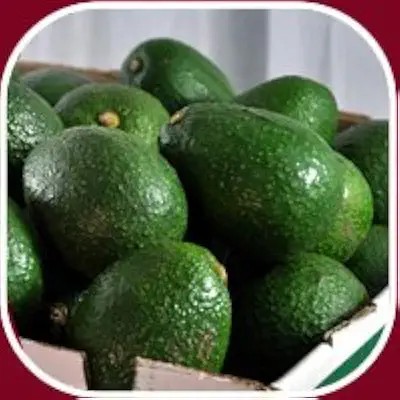 FreshFarm Organic Fresh Avocado - Small (500g) - Crate