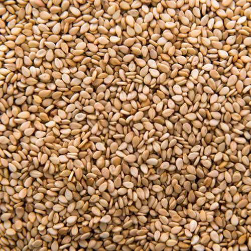 Harvest Direct Organic Fresh Raw Sesame Seeds - Large (1kg)