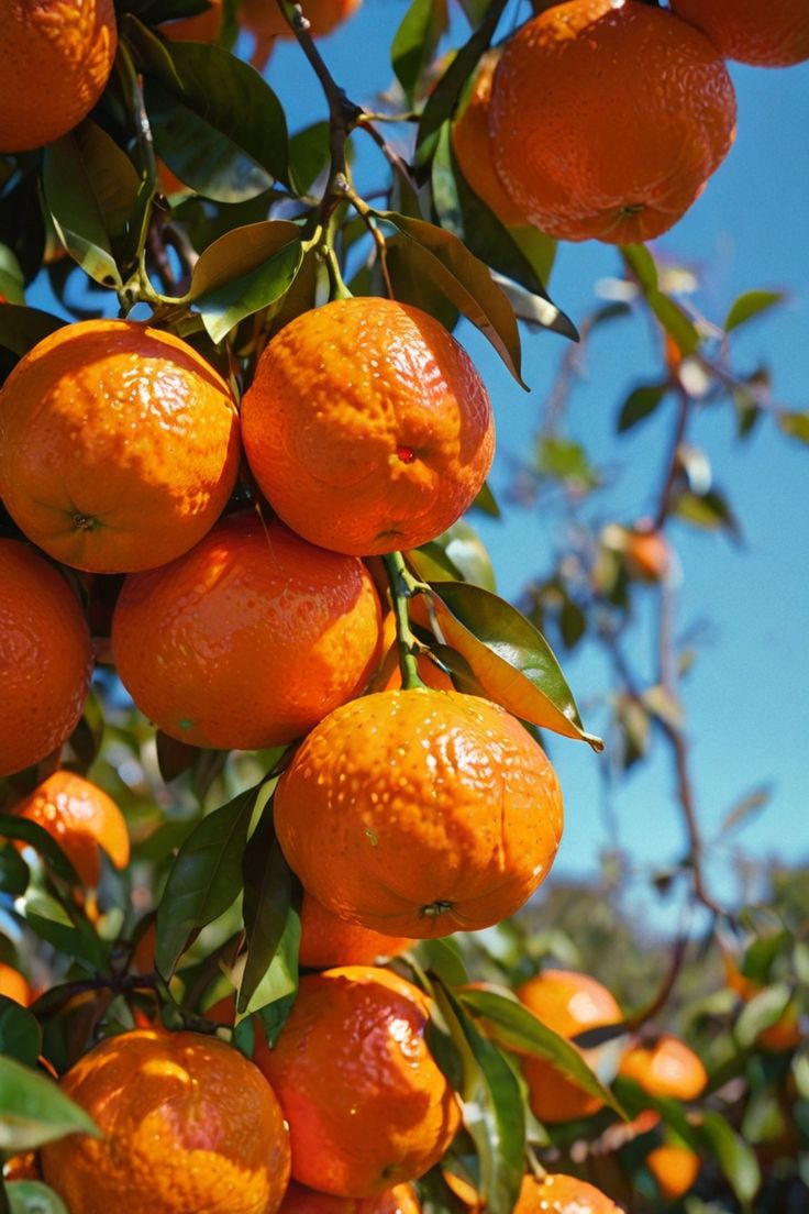 Premium Produce Organic Farm Fresh Fresh Oranges - Extra Large (2kg)