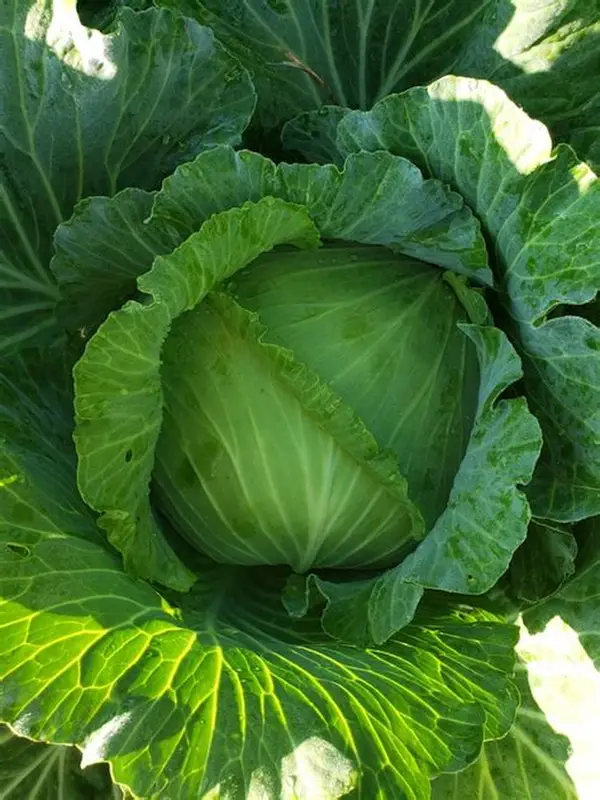 Organic Valley Grade A Dried Green Cabbage - Small (250g)