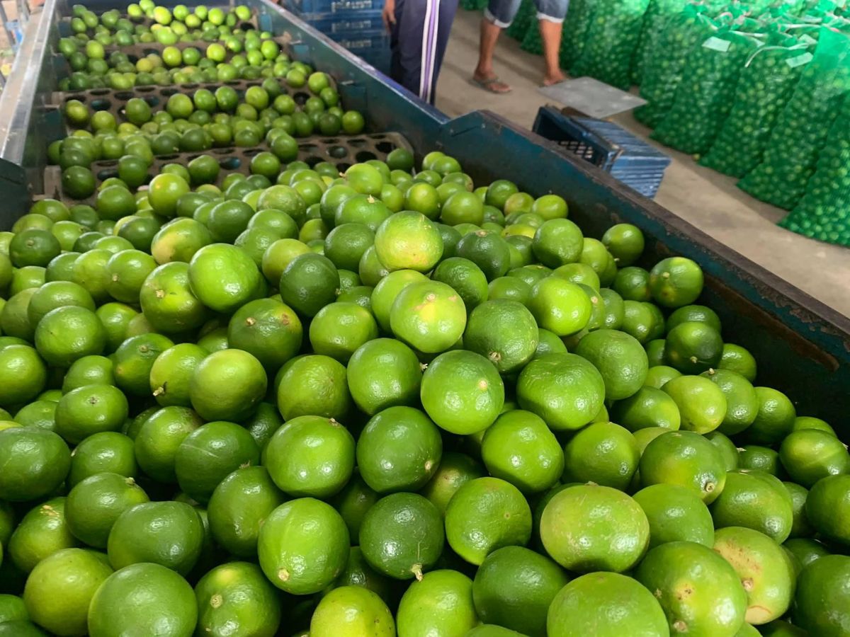 Organic Valley Organic Dried Fresh Lemons - Extra Large (2kg)