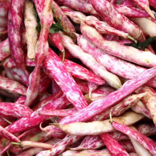 Harvest Direct Organic Premium Shelled Red Beans - Small (500g) - Pack