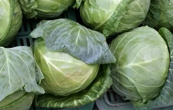 Organic Fresh Green Cabbage - Medium (500g)