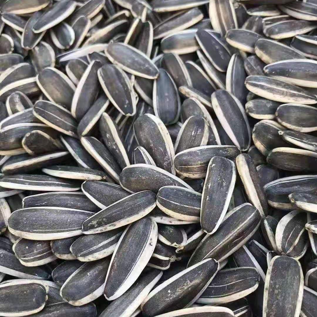 SeedMaster Grade B Farm Fresh Raw Sunflower Seeds - Extra Large (2kg)