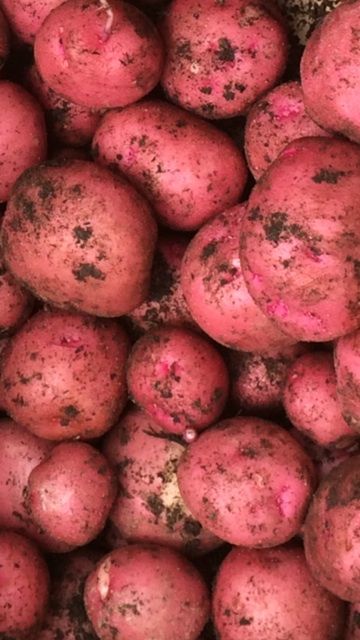  Organic Premium Dried Fresh Irish Potatoes - Small (250g)