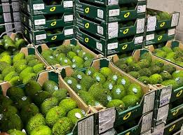 Green Harvest Grade B Fresh Avocado - Small (500g) - Loose