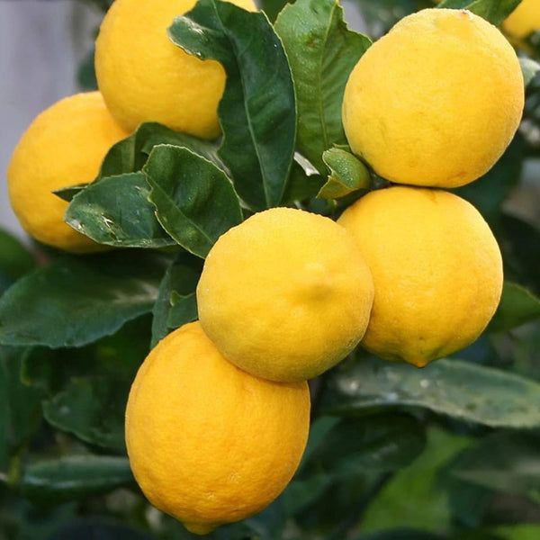 Harvest Direct Grade A Premium Farm Fresh Fresh Lemons - Large (1kg)