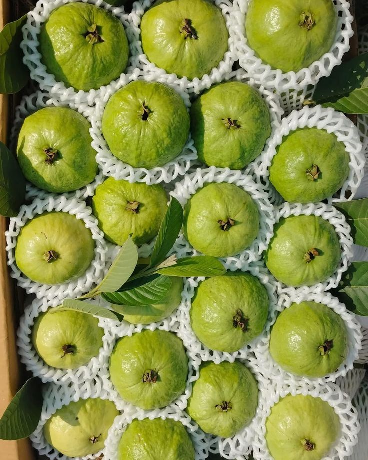 FarmMaster Grade A Dried Fresh Guava - Extra Large (2kg)