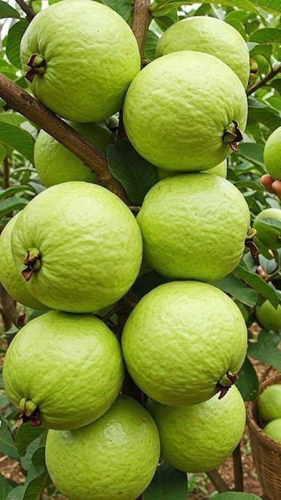 Farm Fresh Grade A Premium Fresh Guava - Medium (500g)