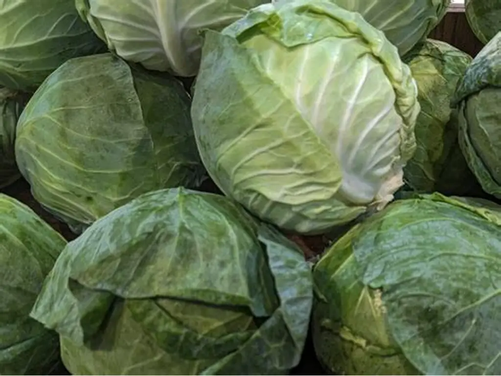 Harvest Direct Organic Farm Fresh Green Cabbage - Small (250g)