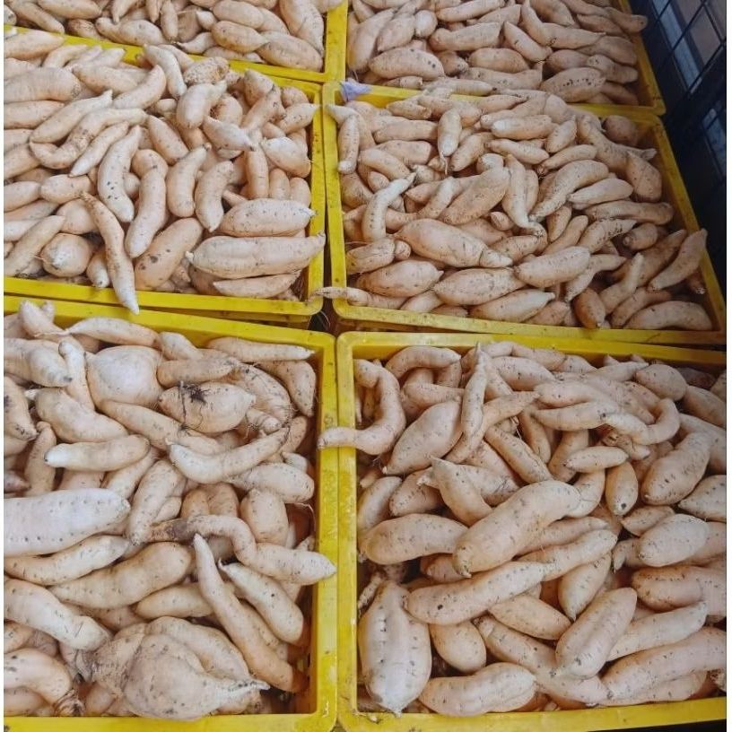 FarmMaster Organic Premium Dried Fresh Sweet Potatoes - Extra Large (2kg)