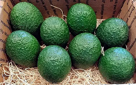 Farm Fresh Organic Fresh Avocado - Small (500g) - Bulk