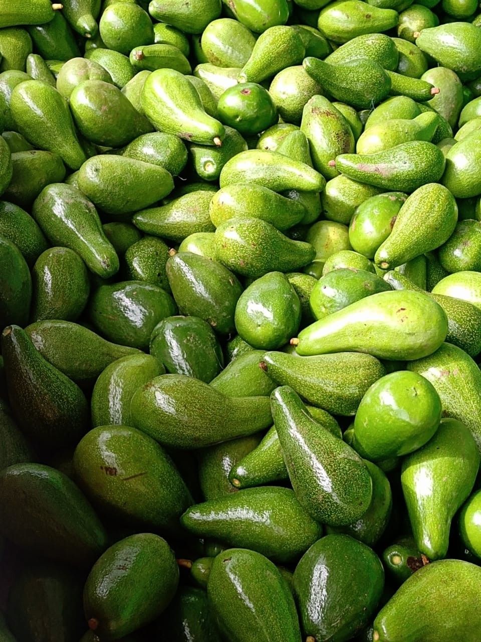 Organic Valley Organic Ready to Eat Avocado - Small (500g) - Loose