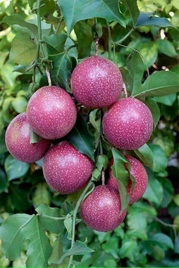 Farm Fresh Organic Farm Fresh Fresh Passion Fruits - Extra Large (2kg)