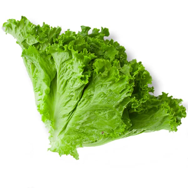 Premium Produce Organic Organic Iceberg Lettuce - Small (250g)