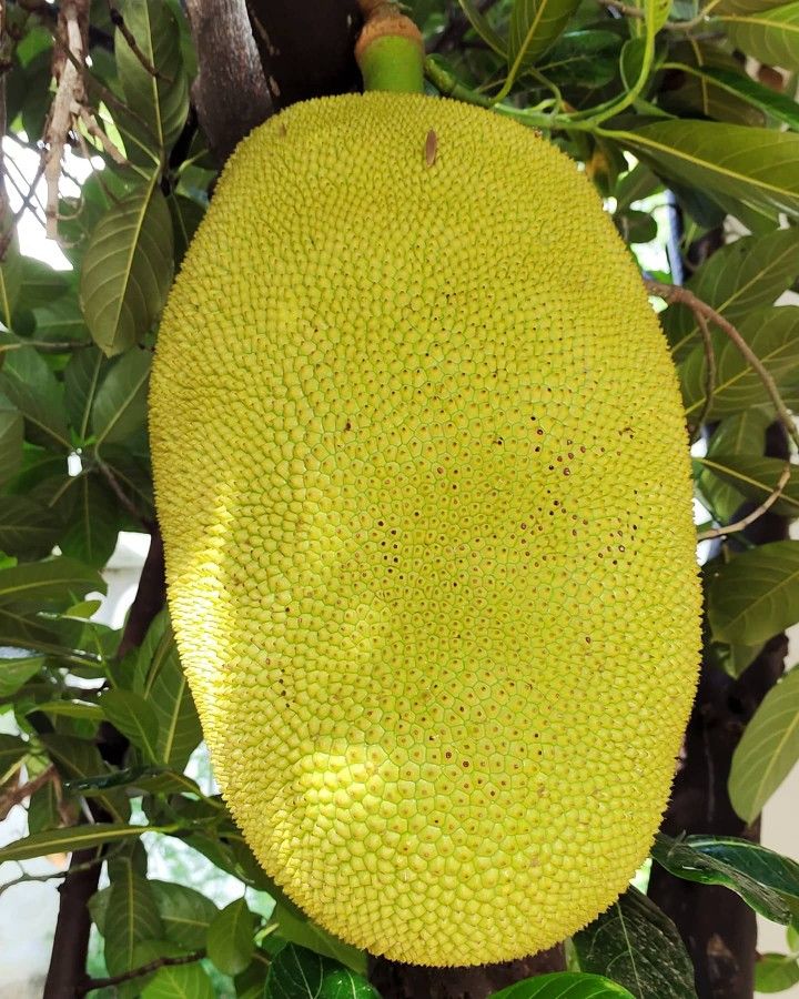 Farm Fresh Grade B Premium Fresh Jackfruit - Extra Large (2kg)