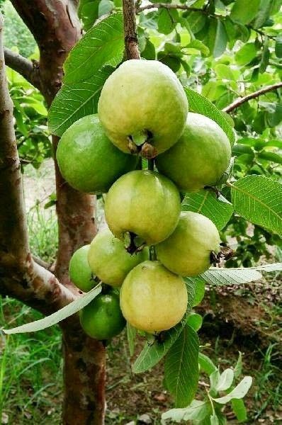 FarmMaster Organic Dried Fresh Guava - Large (1kg)