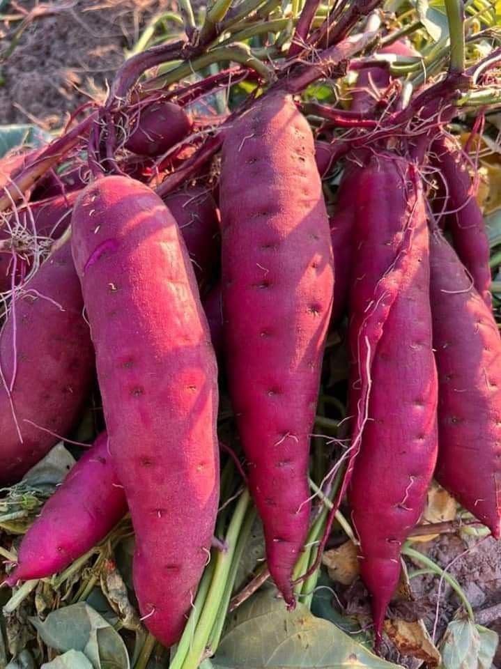 FarmMaster Grade A Premium Fresh Sweet Potatoes - Medium (500g)