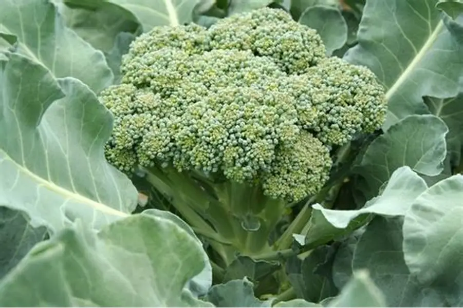 Grade B Organic Fresh Broccoli - Small (250g)