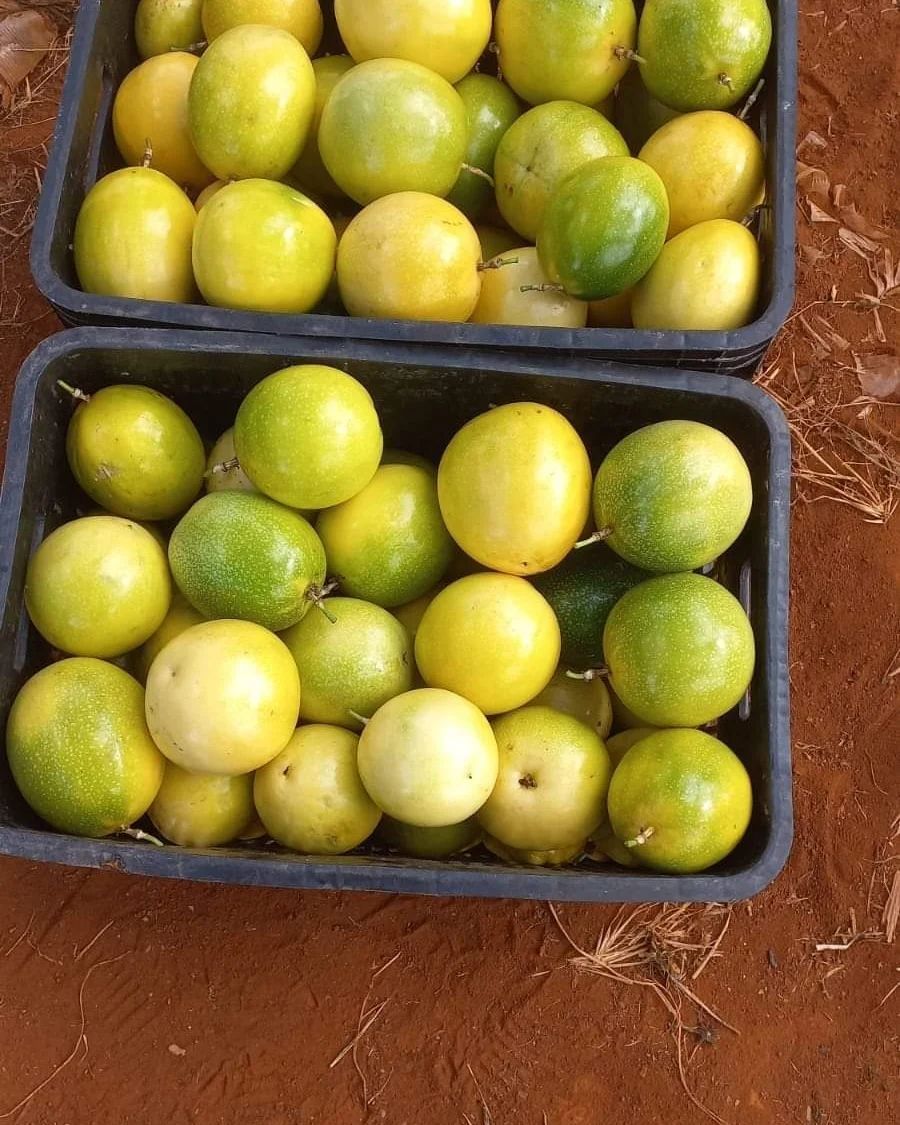 Farm Fresh Grade A Premium Farm Fresh Fresh Passion Fruits - Extra Large (2kg)
