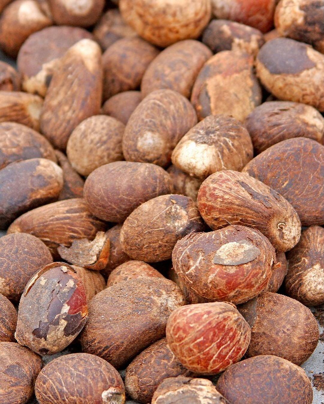 Farm Fresh Organic Premium Raw Shea Nuts - Small (250g)