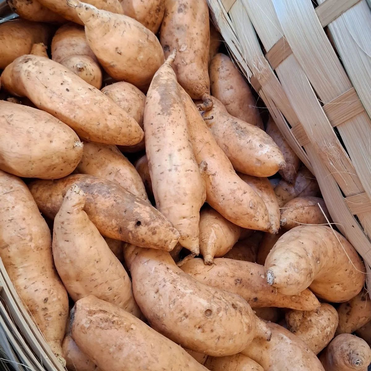 Premium Produce Grade A Organic Fresh Sweet Potatoes - Medium (500g)