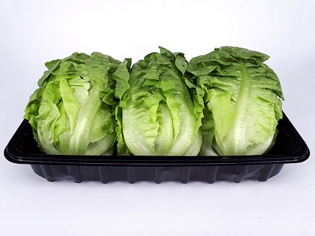 Farm Fresh Grade A Premium Iceberg Lettuce - Large (1kg)