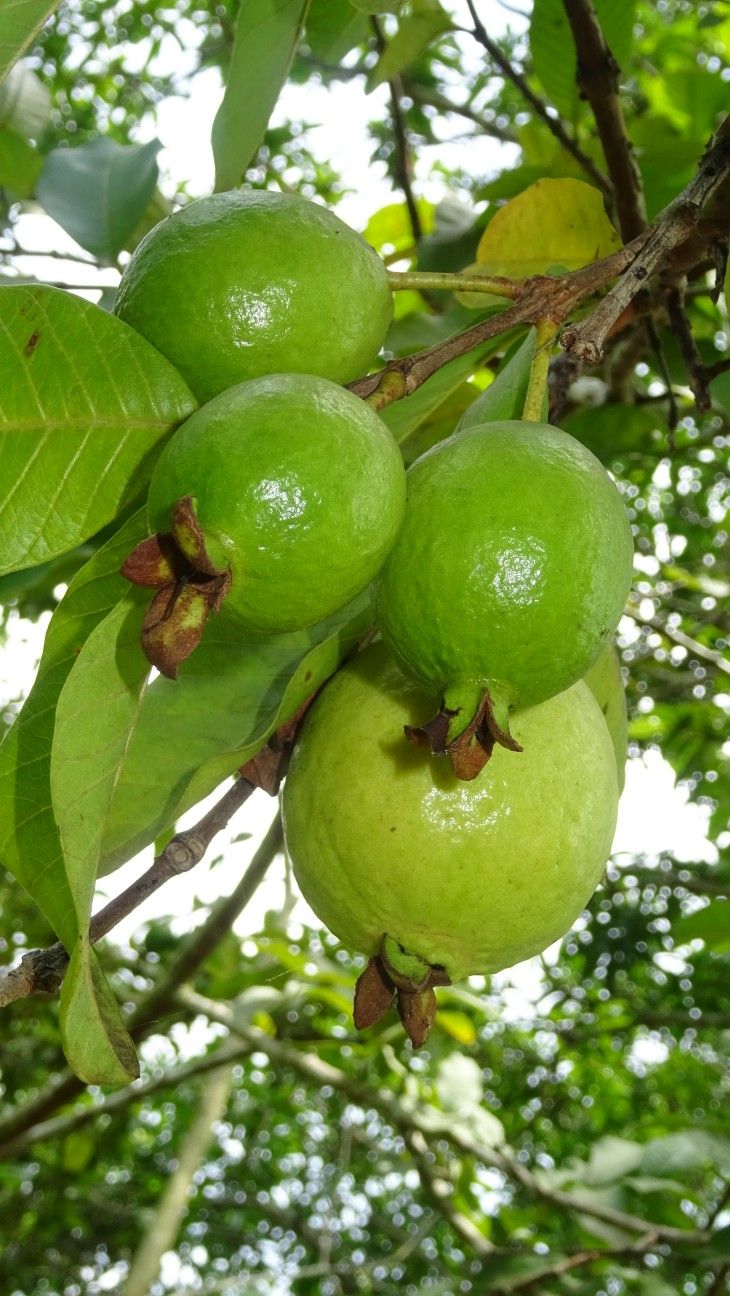 Farm Fresh Organic Premium Dried Fresh Guava - Medium (500g)